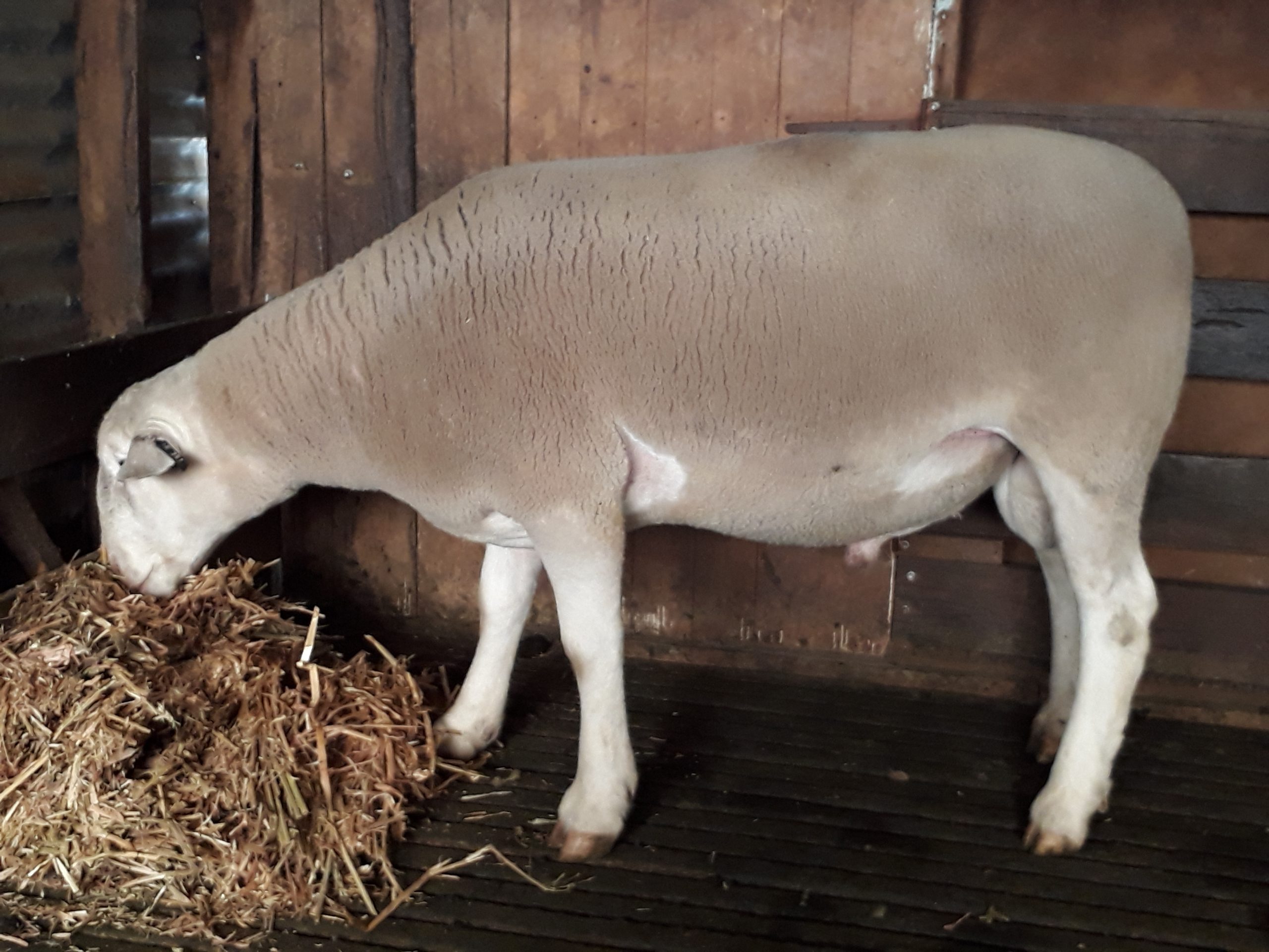 Detpa Grove - 160251