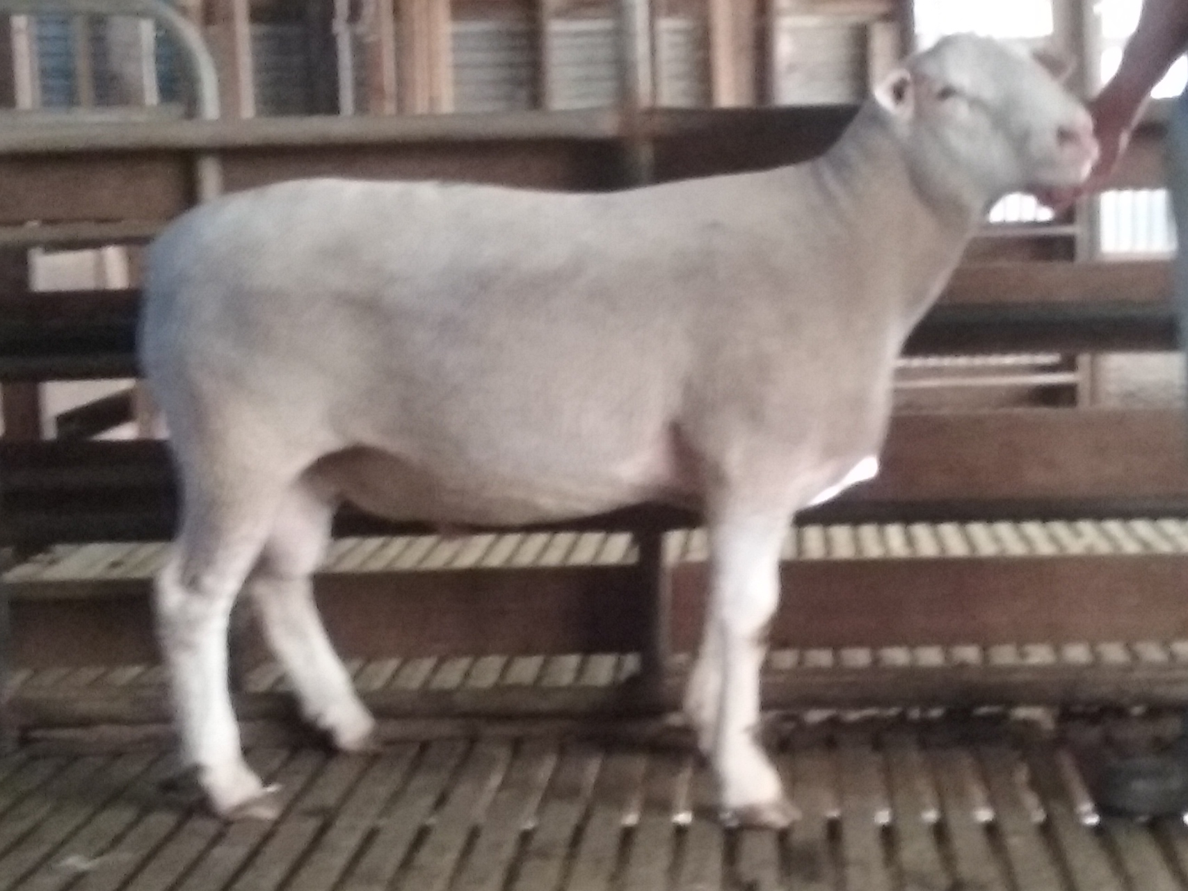 Detpa Grove - 140261