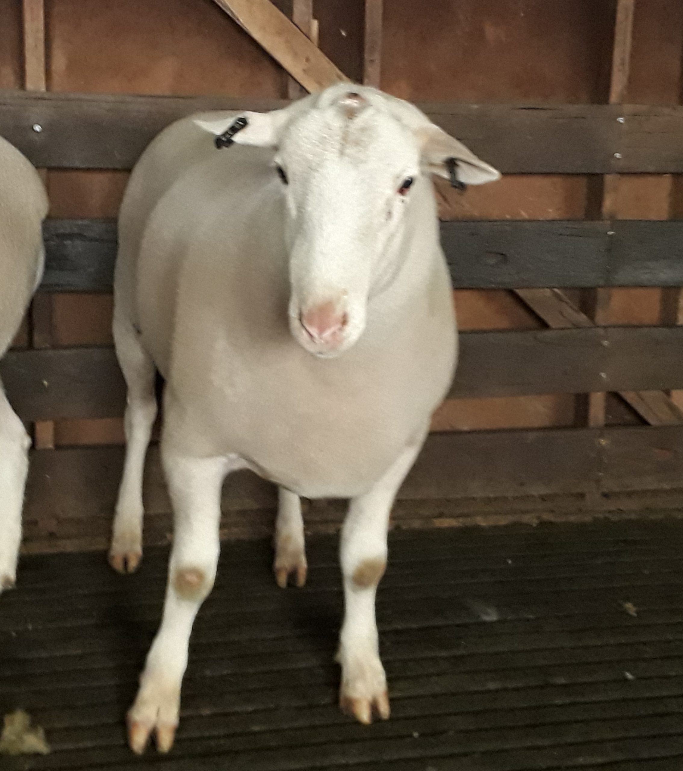 Detpa Grove - 160278