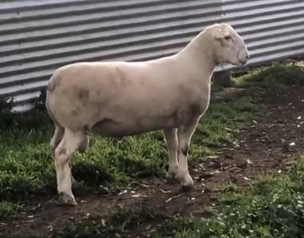 Somerset - 190158 NextGen